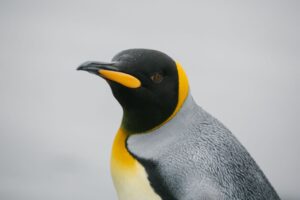 king penguin south Georgia