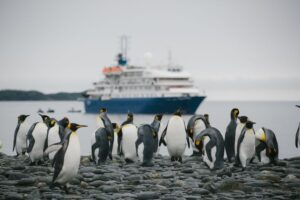 King Penguin and cruiseship south Georgia