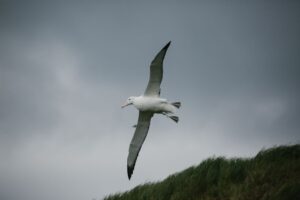 Wandering Albatross south Georgia
