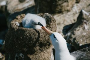 Black browed albatros Falkland Island